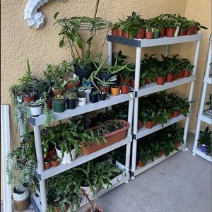 Plants for SALE